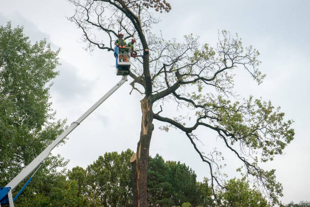 Best Palm Tree Trimming  in Hagerman, ID