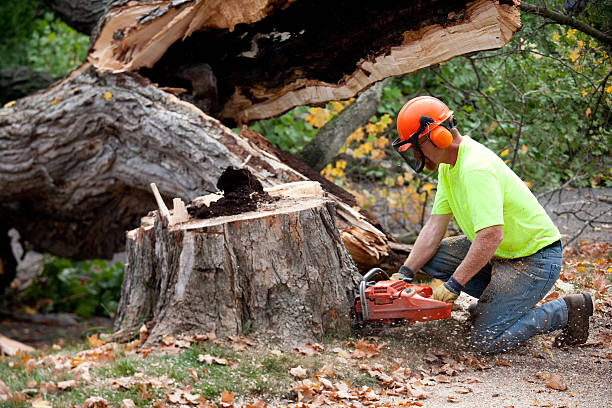 Best Tree Health Inspection  in Hagerman, ID