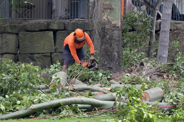 Best Tree Preservation Services  in Hagerman, ID