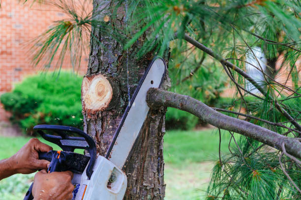 Best Fruit Tree Pruning  in Hagerman, ID